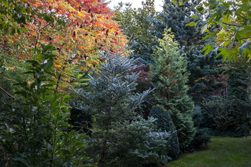 Autumn colors Rhus typhina (Staghorn sumac). Red, orange, yellow and green leaves of a sumak and mixe evergreens with blue and green needles. Multicolored evergreen garden. Nature concept for design