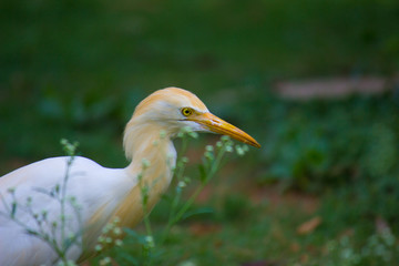 Cattle Egret in the garden in its natural habitat.
