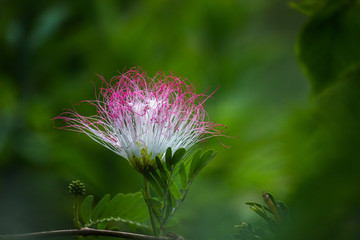 Persian silk flower is a species of tree in the family Fabaceae