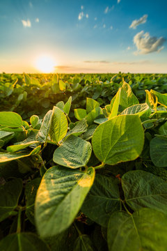 Green ripening soybean field, agricultural landscape