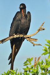 Frigatebird
