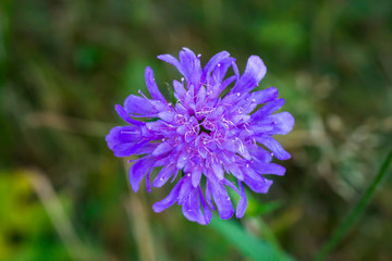 Macro of a small purple scabiosa in full bloom