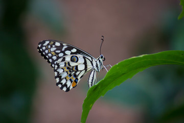 The Common Lime Butterfly sitting on the flower plants in its natural habitat with a nice soft blurry background.