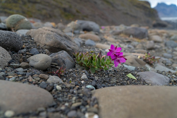 Small colorful flower is growing on rough surface