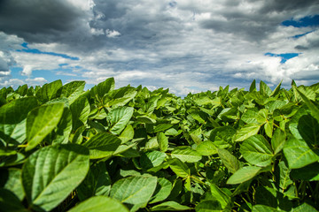 Green ripening soybean field, agricultural landscape