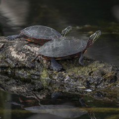Painted Turtles