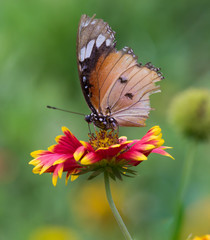 The Plain Tiger  butterfly sitting on the flower plant with a nice soft background