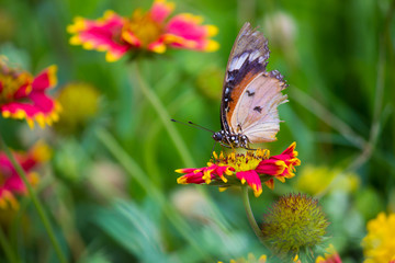 Fototapeta na wymiar The Plain Tiger butterfly sitting on the flower plant with a nice soft background