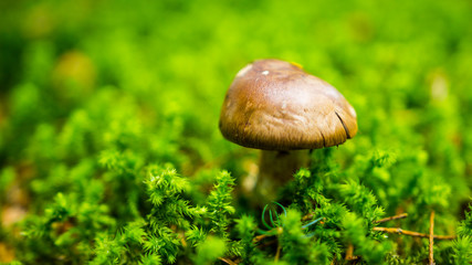 mushroom in forest