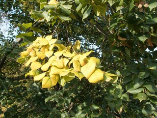 detail of an autumn linden tree
