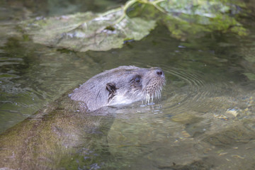 A European otter floats in the water