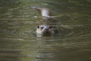 Obraz premium A European otter floats in the water
