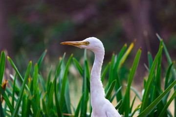 A portrait of a Cattle Egret in the garden in its natural habitat.