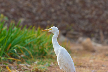 A portrait of a Cattle Egret in the garden in its natural habitat.