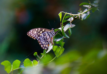 The Common Lime Butterfly sitting on the flower plants in its natural habitat with a nice soft blurry background.