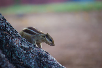 A Squirrel on the tree trunk looking curiously in its natural habitat with a nice soft green blurry background.
