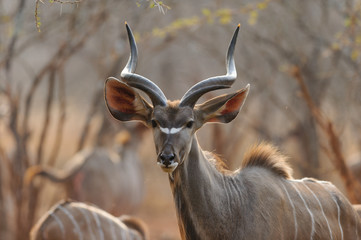 Kudu in sunset - Southern Africa 