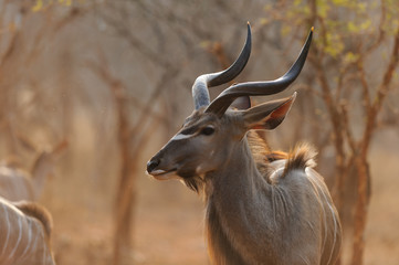 Kudu in sunset - Southern Africa 