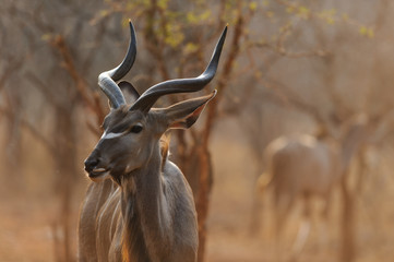 Naklejka na ściany i meble Kudu in sunset - Southern Africa 