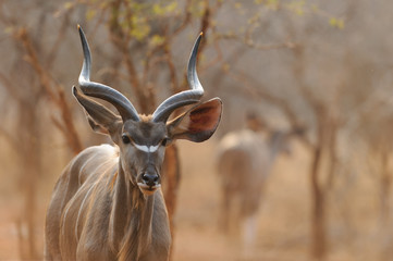 Naklejka na ściany i meble Kudu in sunset - Southern Africa 