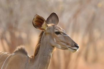 Kudu in sunset - Southern Africa 