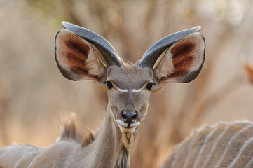Kudu in sunset - Southern Africa 