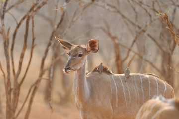 Kudu in sunset - Southern Africa 