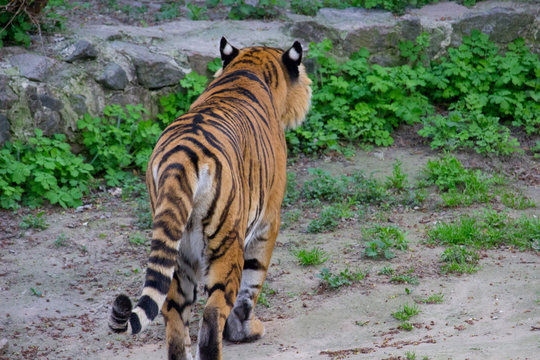 Siberian tiger walking on a summer day