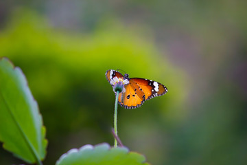 The Plain Tiger  butterfly sitting on the flower plant with a nice soft background in its natural habitat during the day