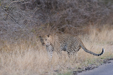 libbard in krueger national park 