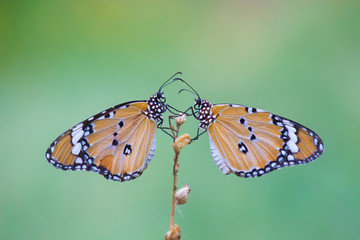 The Plain Tiger  butterfly sitting on the flower plant with a nice soft background in its natural habitat during the day