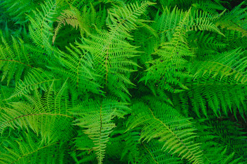 Bush of a fern leaves in the summer forest