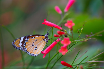 Fototapeta na wymiar The Plain Tiger butterfly sitting on the flower plant with a nice soft background in its natural habitat during the day