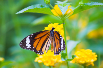 The African Monarch butterfly sitting on the flower plant with a nice soft background in its natural habitat during the day