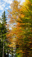 Tree with fall autumn colors - gold, orange, red and green