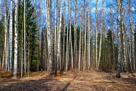 Fototapeta mixed forest in spring