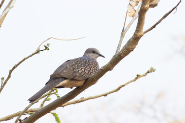Pigeons and doves constitute the bird family Columbidae and the order Columbiformes, which includes about 42 genera and 310 species. The related word 