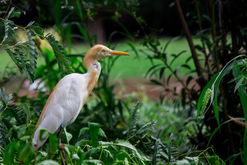 Cattle Egret in the garden in its natural habitat in a soft blurry background.