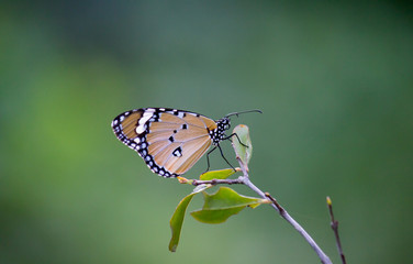 The Plain Tiger  butterfly sitting on the flower plant with a nice soft background in its natural habitat during the day