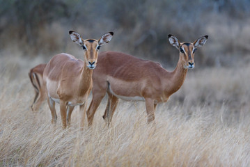 Impala in sunset - sundowner 
