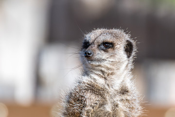 Meerkat Standing guard