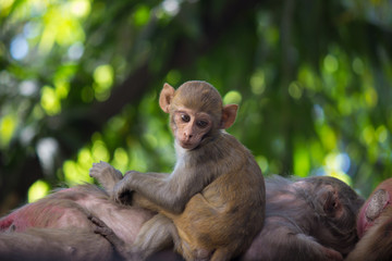 The Rhesus Macaque Monkey  sitting on the tree in its natural habitat.