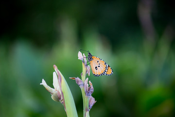 The Plain Tiger  butterfly sitting on the flower plant with a nice soft background in its natural habitat during the day