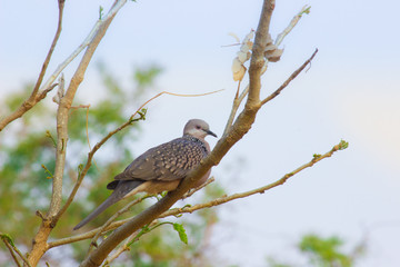 Pigeons and doves constitute the bird family Columbidae and the order Columbiformes, which includes about 42 genera and 310 species. The related word 