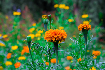 Marigold flower blooming away in the garden on a beautiful day.