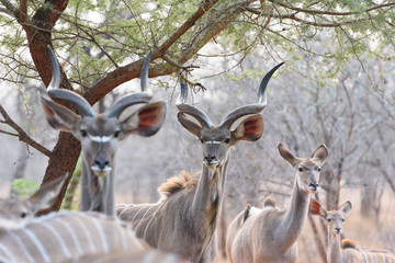 Kudu in sunset - Southern Africa 