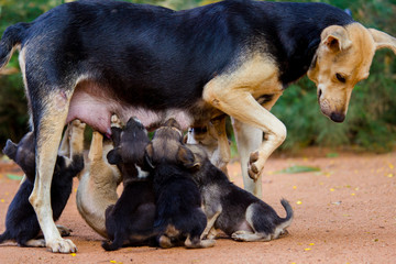 A Mother Dog feeding its puppies all at once so emotionally