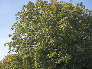 Aesculus x carnea - Houppe du marronnier à fleurs rouges