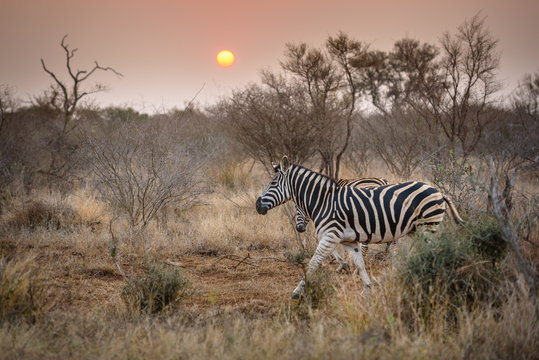 Zebra during sundowner in africa 