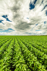 Green ripening soybean field, agricultural landscape